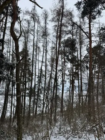 Prodej lesa, Prokopov, 2228 m2