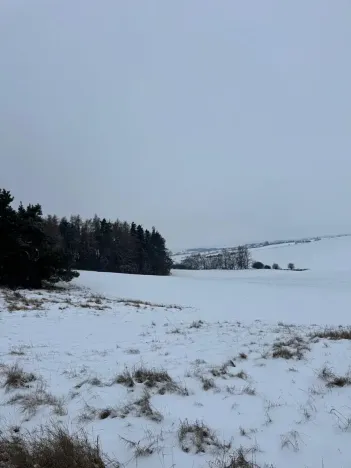 Prodej lesa, Prokopov, 2228 m2