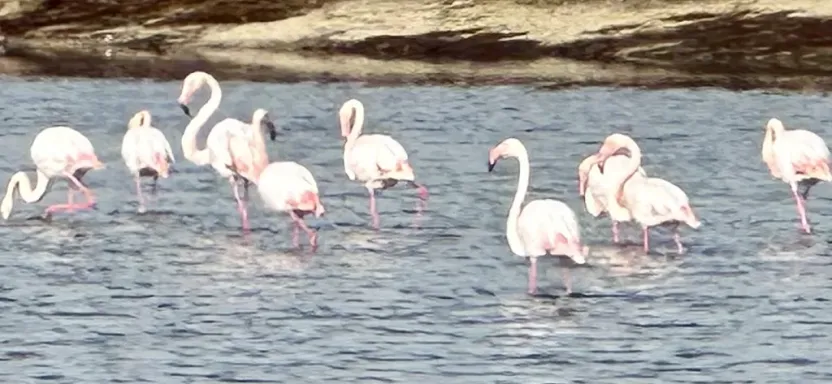 Prodej bytu 3+kk, Santa Pola , Alicante, Costa Blanca, Provincie Alicante, Španělsko, 82 m2