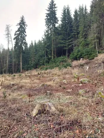 Prodej lesa, Široký Důl, 1408 m2