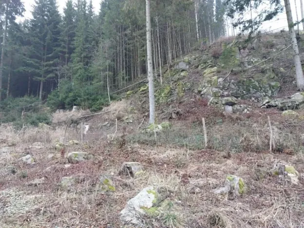 Prodej lesa, Široký Důl, 1408 m2