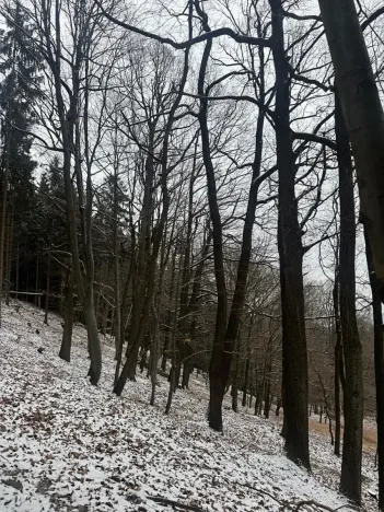 Prodej lesa, Vlčková, 3331 m2