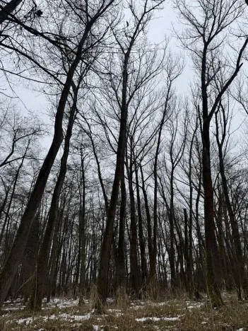 Prodej lesa, Přerov nad Labem, 2268 m2