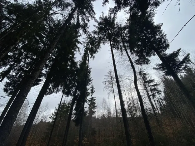 Prodej lesa, Kolinec - Buršice, 3423 m2