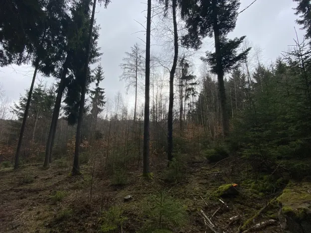 Prodej lesa, Kolinec - Buršice, 3423 m2