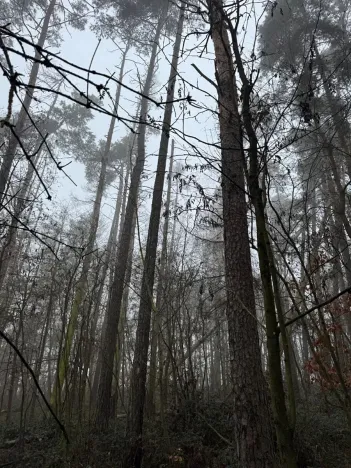 Prodej lesa, Milavče, 5759 m2