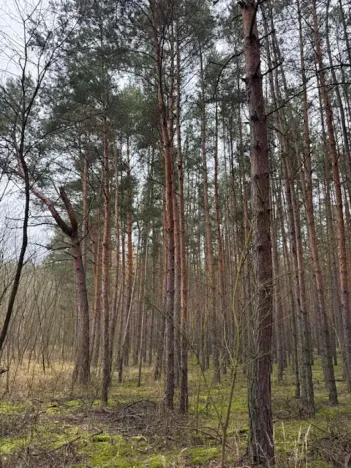 Prodej lesa, Libotenice, 63021 m2