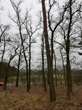 Prodej lesa, Libotenice, 63021 m2