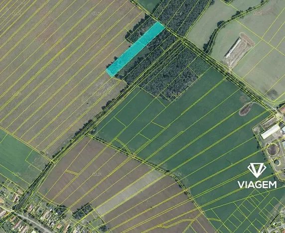 Prodej podílu lesa, Živanice, 3988 m2