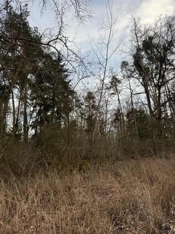 Prodej lesa, Klatovy, 8497 m2