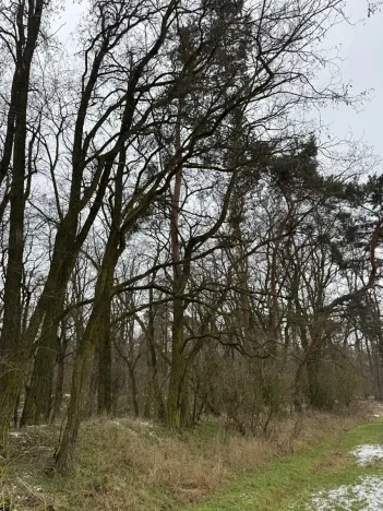 Prodej podílu lesa, Dolní Beřkovice, 1050 m2