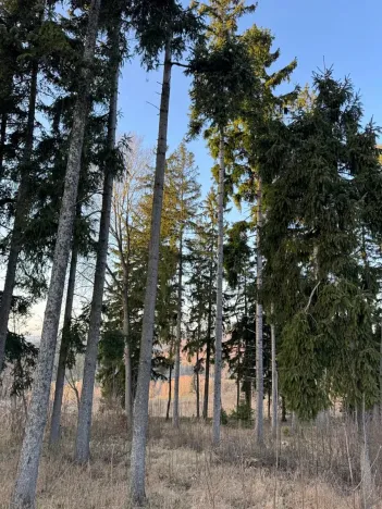 Prodej podílu lesa, Stará Paka, 4610 m2