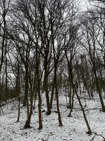 Prodej lesa, Chotiměř, 26763 m2