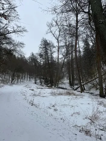 Prodej lesa, Chotiměř, 26763 m2