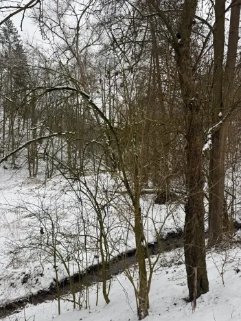 Prodej lesa, Chotiměř, 26763 m2