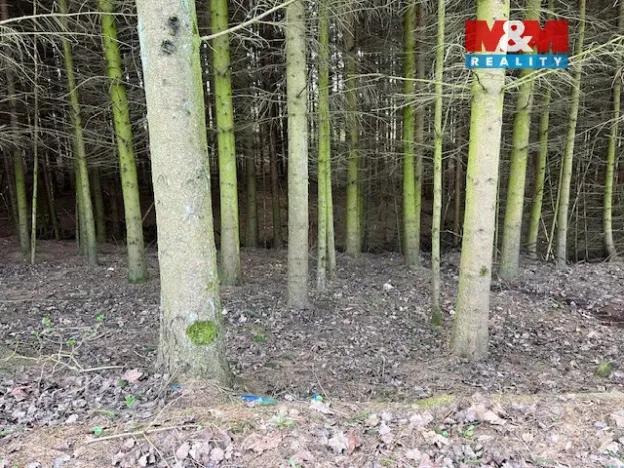 Prodej lesa, Košťálov - Kundratice, 4244 m2