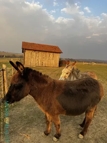 Prodej vícegeneračního domu, Luboměř, 160 m2