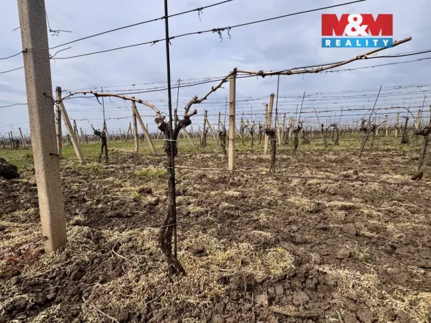 Prodej pole, Velké Bílovice, 3600 m2