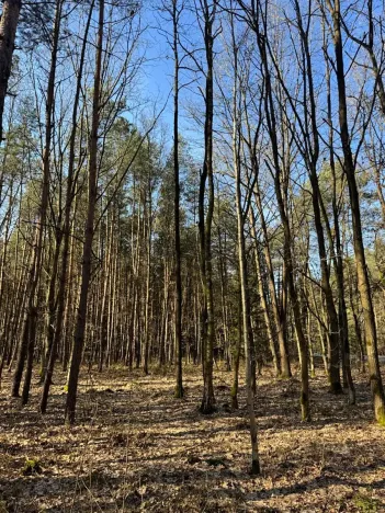 Prodej lesa, Týniště nad Orlicí, 6788 m2