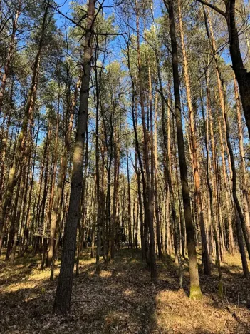 Prodej lesa, Týniště nad Orlicí, 6788 m2