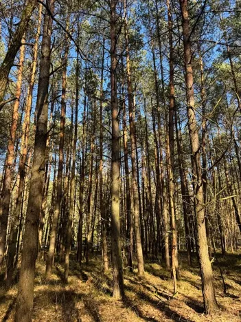 Prodej lesa, Týniště nad Orlicí, 6788 m2