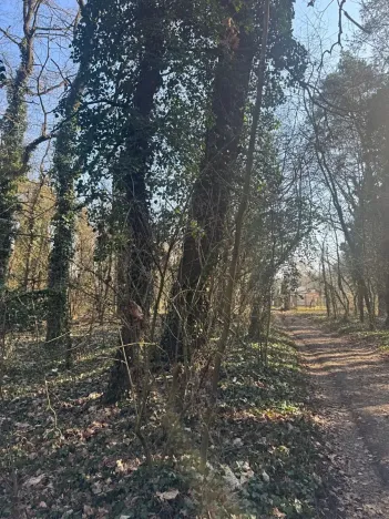 Prodej podílu lesa, Kolín, 877 m2