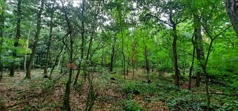 Prodej lesa, Týnec nad Labem, 7501 m2