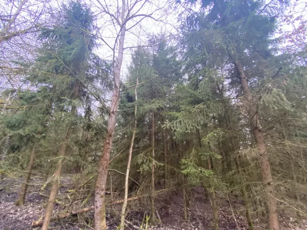 Prodej lesa, Blížejov - Lštění, 6627 m2