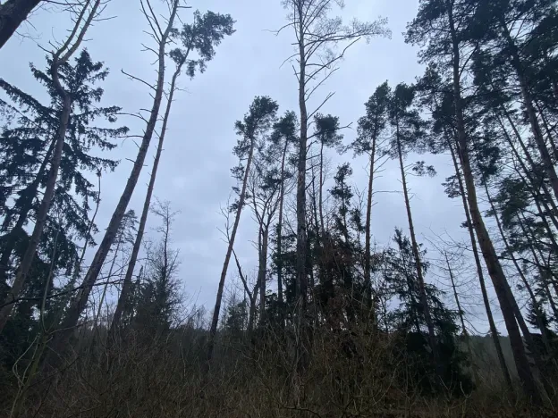 Prodej lesa, Blížejov - Lštění, 4481 m2