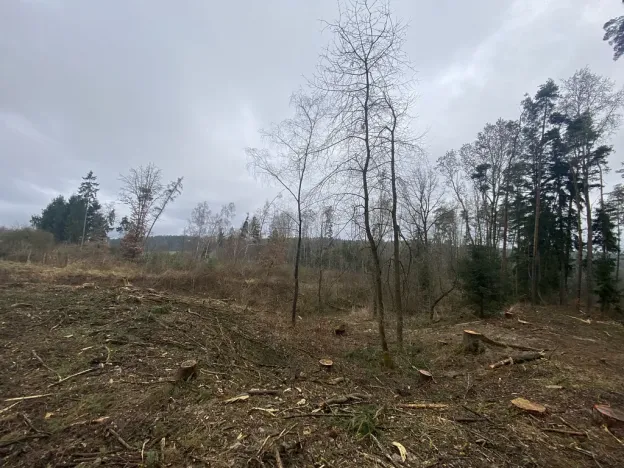 Prodej lesa, Blížejov - Lštění, 7793 m2