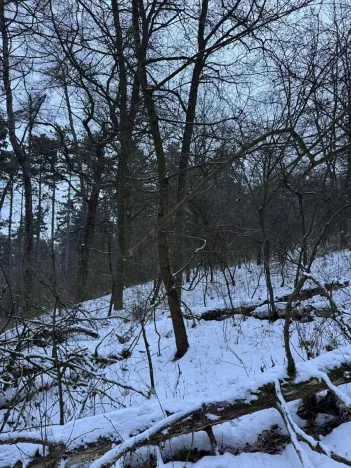 Prodej lesa, Kralupy nad Vltavou, 20392 m2