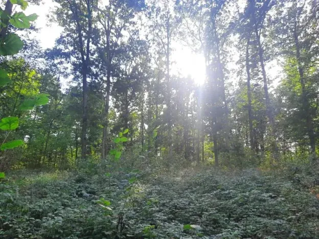 Prodej lesa, Bohuslavice, 11442 m2