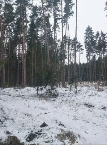 Prodej lesa, Častrov, 1295 m2