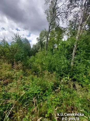 Prodej lesa, Cerekvička-Rosice, 2498 m2