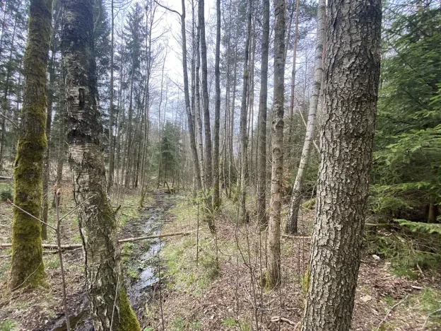 Prodej pozemku, Volfířov - Brandlín, 5958 m2