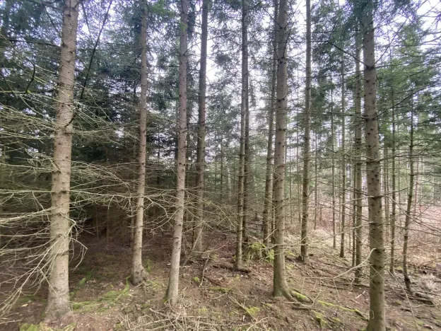 Prodej lesa, Kolinec - Buršice, 5195 m2