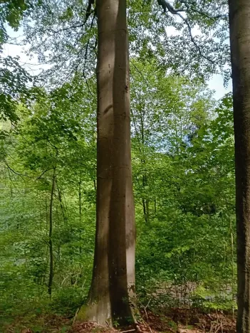 Prodej lesa, Štíty, 18750 m2