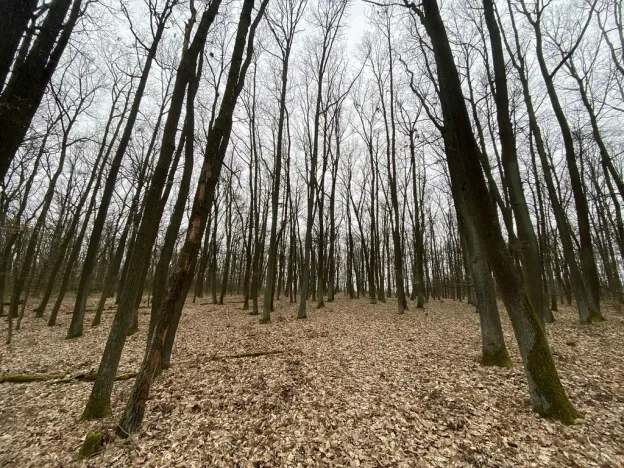 Prodej lesa, Silůvky, 2829 m2