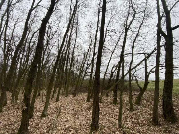 Prodej lesa, Silůvky, 174 m2