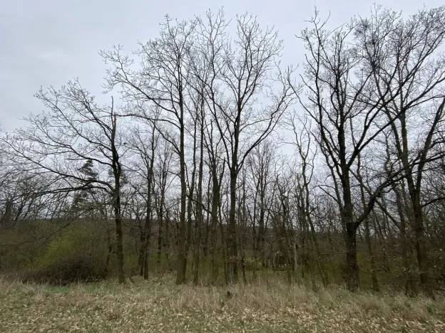 Prodej lesa, Silůvky, 375 m2