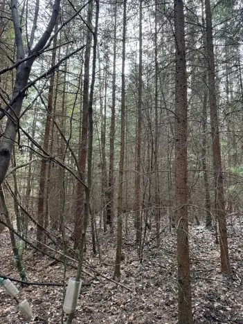 Prodej lesa, Rájec, 5476 m2