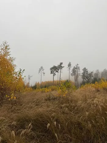 Prodej lesa, Úboč, 13538 m2