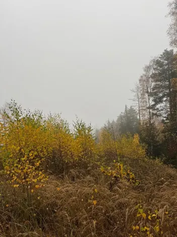 Prodej lesa, Úboč, 13538 m2