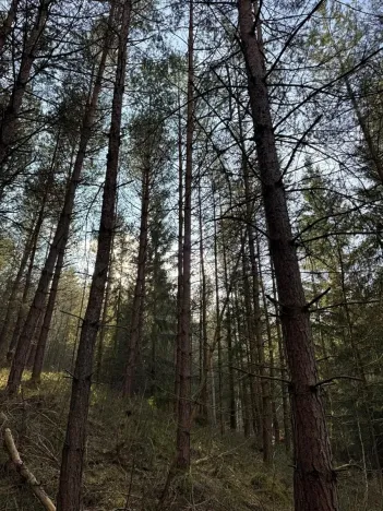 Prodej lesa, Český Dub, 17551 m2