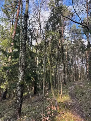 Prodej lesa, Český Dub, 17551 m2