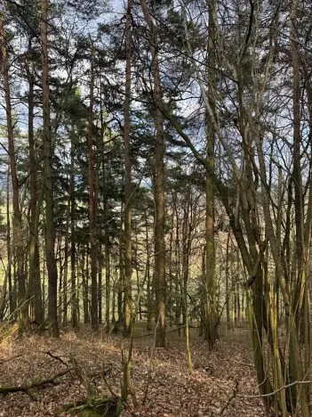 Prodej lesa, Český Dub, 17551 m2