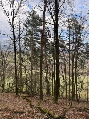 Prodej lesa, Český Dub, 17551 m2