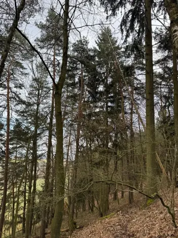 Prodej lesa, Český Dub, 17551 m2