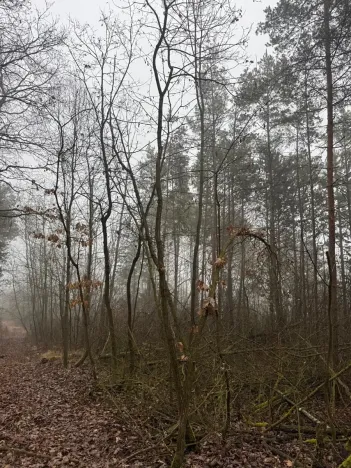 Prodej lesa, Chotiněves, 3854 m2