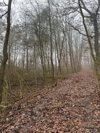 Prodej lesa, Chotiněves, 3854 m2